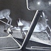 Deer in the Headlights
