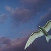 Jonathan Livingston