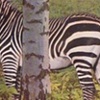 Camouflage