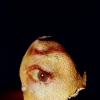 Face #1