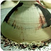 
[ Inlaid Tea Bowls ]