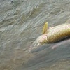 Nushagak River Bow