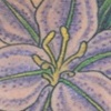 lillies