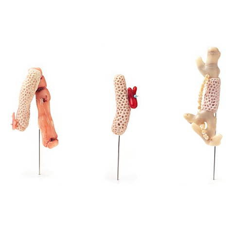 Reef Stick Pins