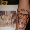dog portrait