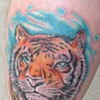 tiger