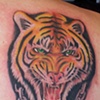 tiger portrait