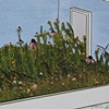 O Pioneers!, 2010
