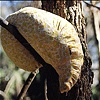 Feeding Sites, 2004 (Phase 1)