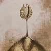The Wish
