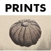 MFA thesis work and related prints