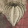 Formula I