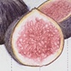 The Fig's Gift