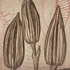 Formula V