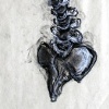 Spine Study