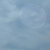 diurnal