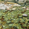 On Snowmass Creek