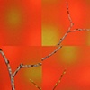 Willow Memory, Detail 2