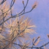Burnt Spruce