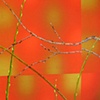 Willow Memory, Detail 1