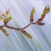 Spring, Detail