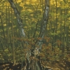 Batavia Kill Tree