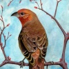 Hepatic Tanager