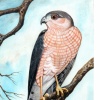 Sharp Shinned  Hawk