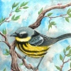 Magnolia Warbler