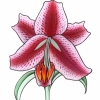 lily1