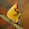 cardinal2