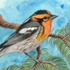 Blackburnian Warbler