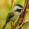 chick2