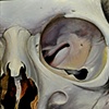 close up skull 4