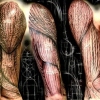 muscles