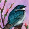 Tree Swallow