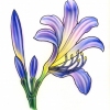 lily