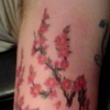 blossoms