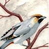 Bohemian Waxwing