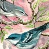 Cerulean Warbler