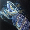 waglers temple viper