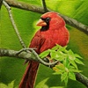 cardinal4