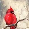 Northern Cardinal