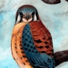 American Kestral