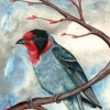 Red-Faced Warbler