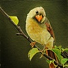 cardinal1