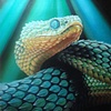 african bush viper