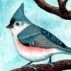 Tufted Titmouse
