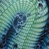 brain coral