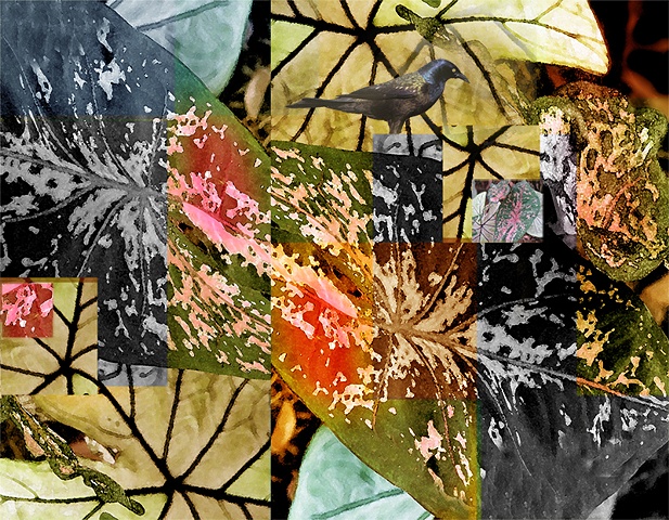Caladiums with Crackle